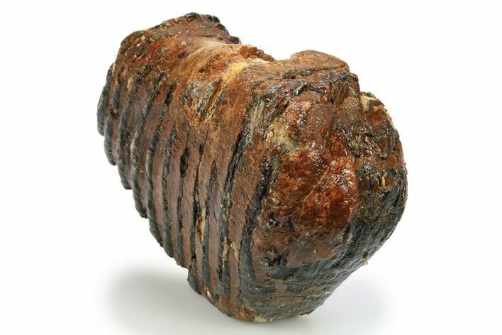 Partial Woolly Mammoth Molar - North Sea Deposits #295875